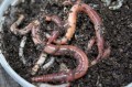 Dendrobeana rozm.3 rob-tar.pl