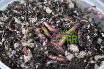 Dendrobeana rozm.2 rob-tar.pl