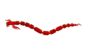 Guma Westin BloodTeez 5,5cm Bloodworm 10szt