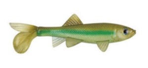 Berkley PowerBait Sick Fish 10cm Light Nitch